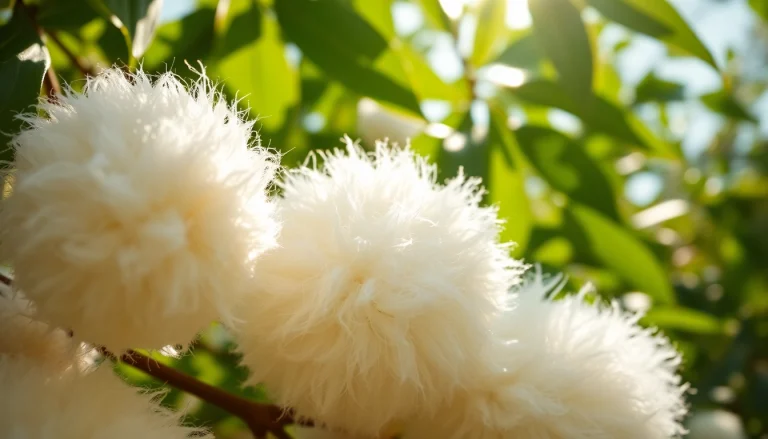 Katoen bollen met delicate vezels in een natuurlijke setting belicht door zonlicht.